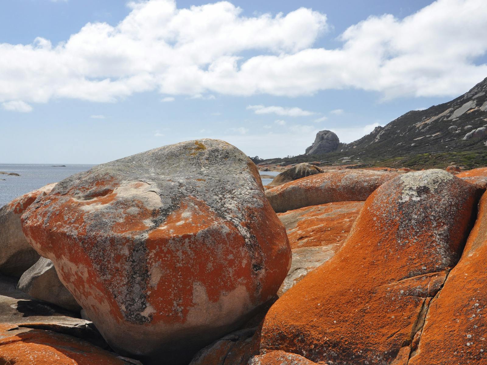Lichen on granite rocks Flinders Island Tasmania