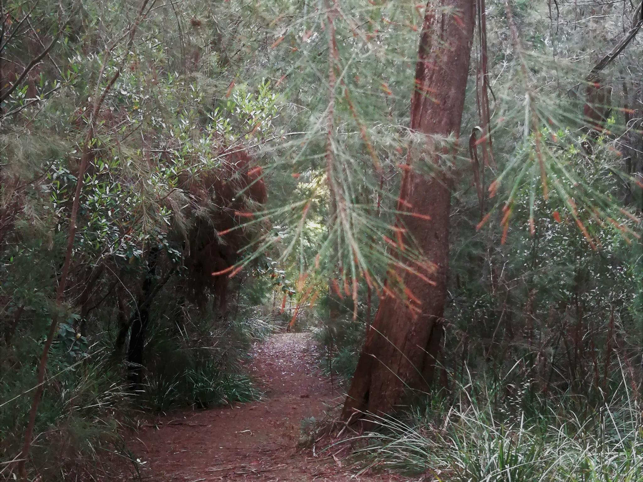 Hilltop cottages - walking path