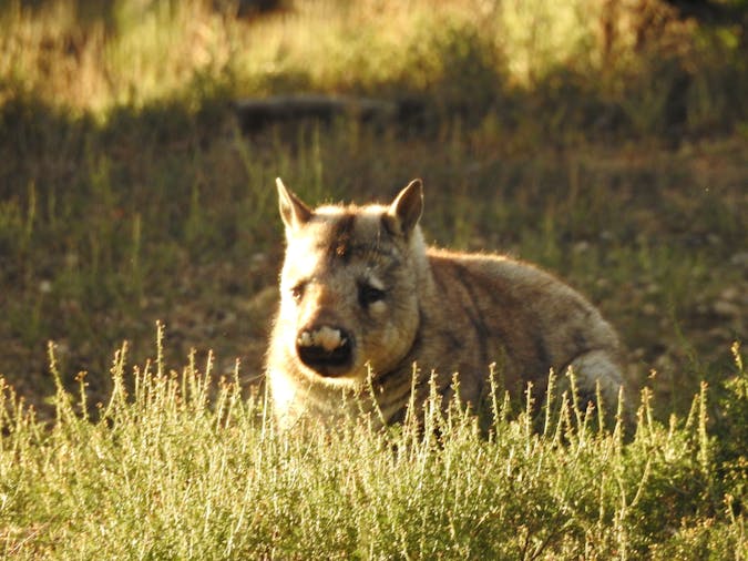 2 Day 1 Night Wombat Tracking Tour