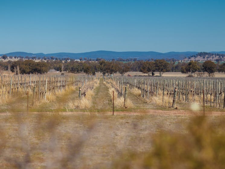 Wallington Organic Vineyard