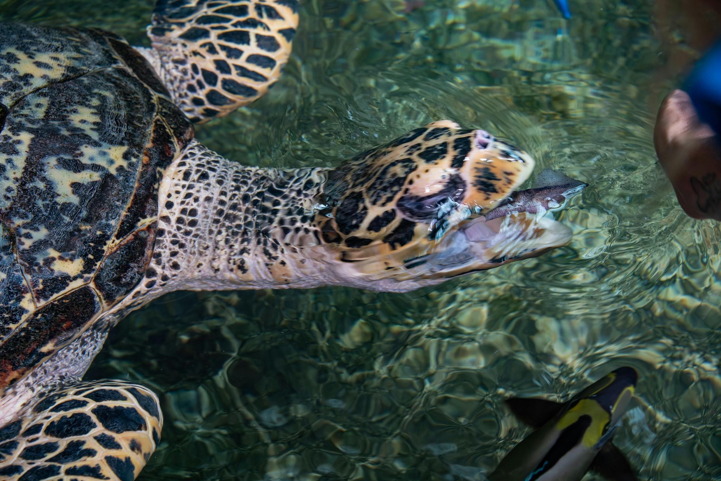 Marineland Melanesia Crocodile Habitat