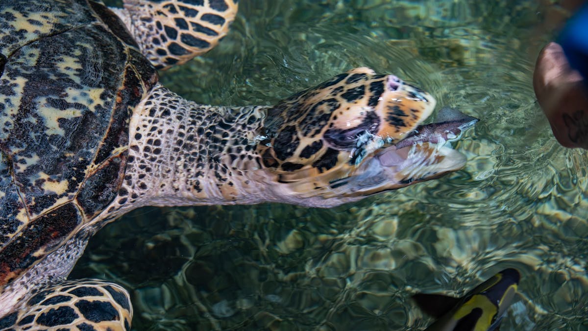 Marineland Melanesia Crocodile Habitat