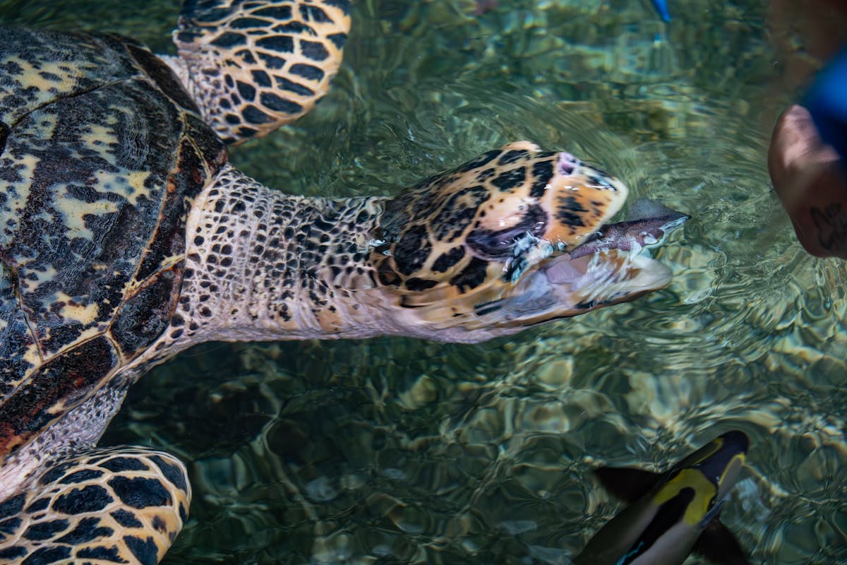 Marineland Melanesia Crocodile Habitat