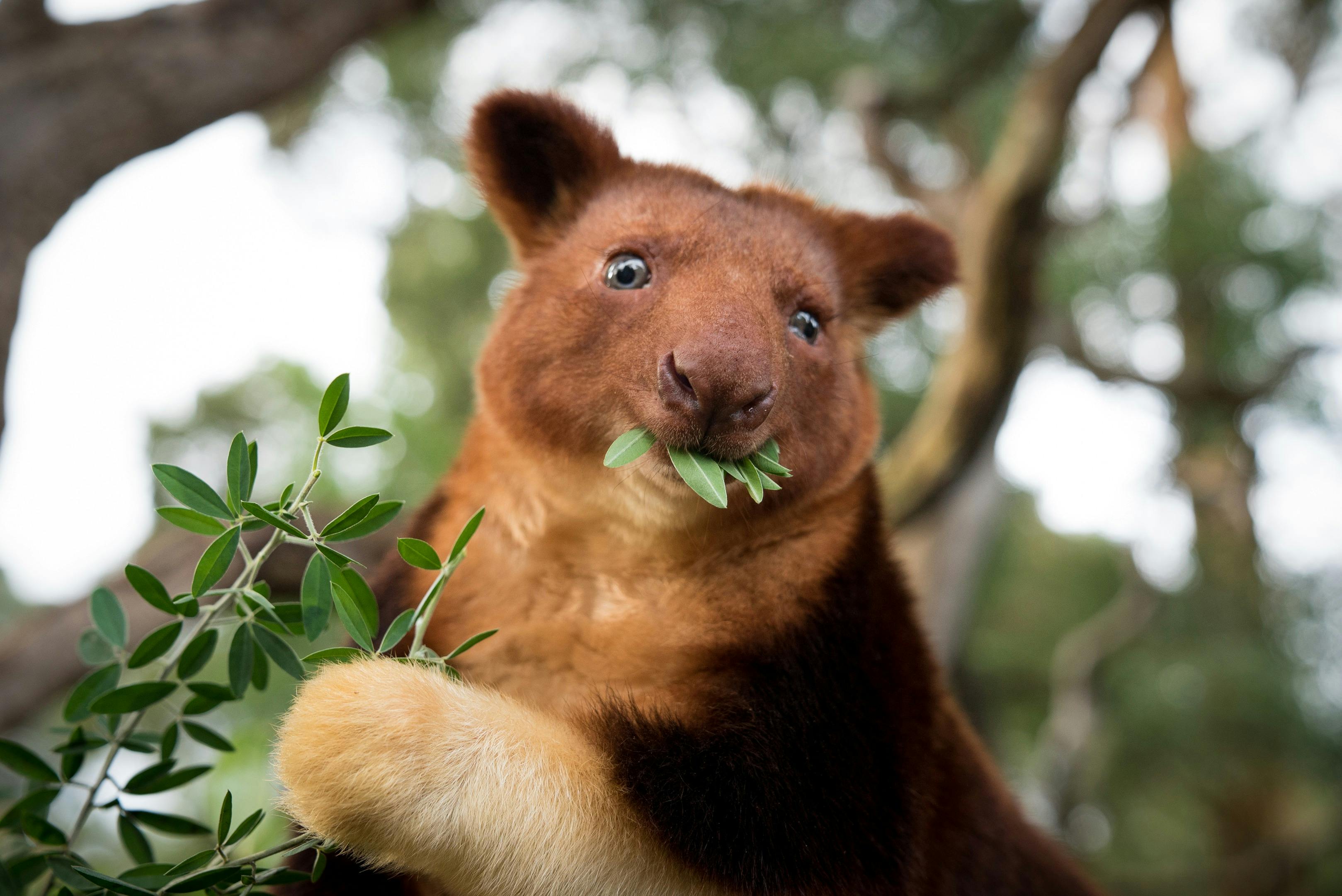 red tree kangaroo