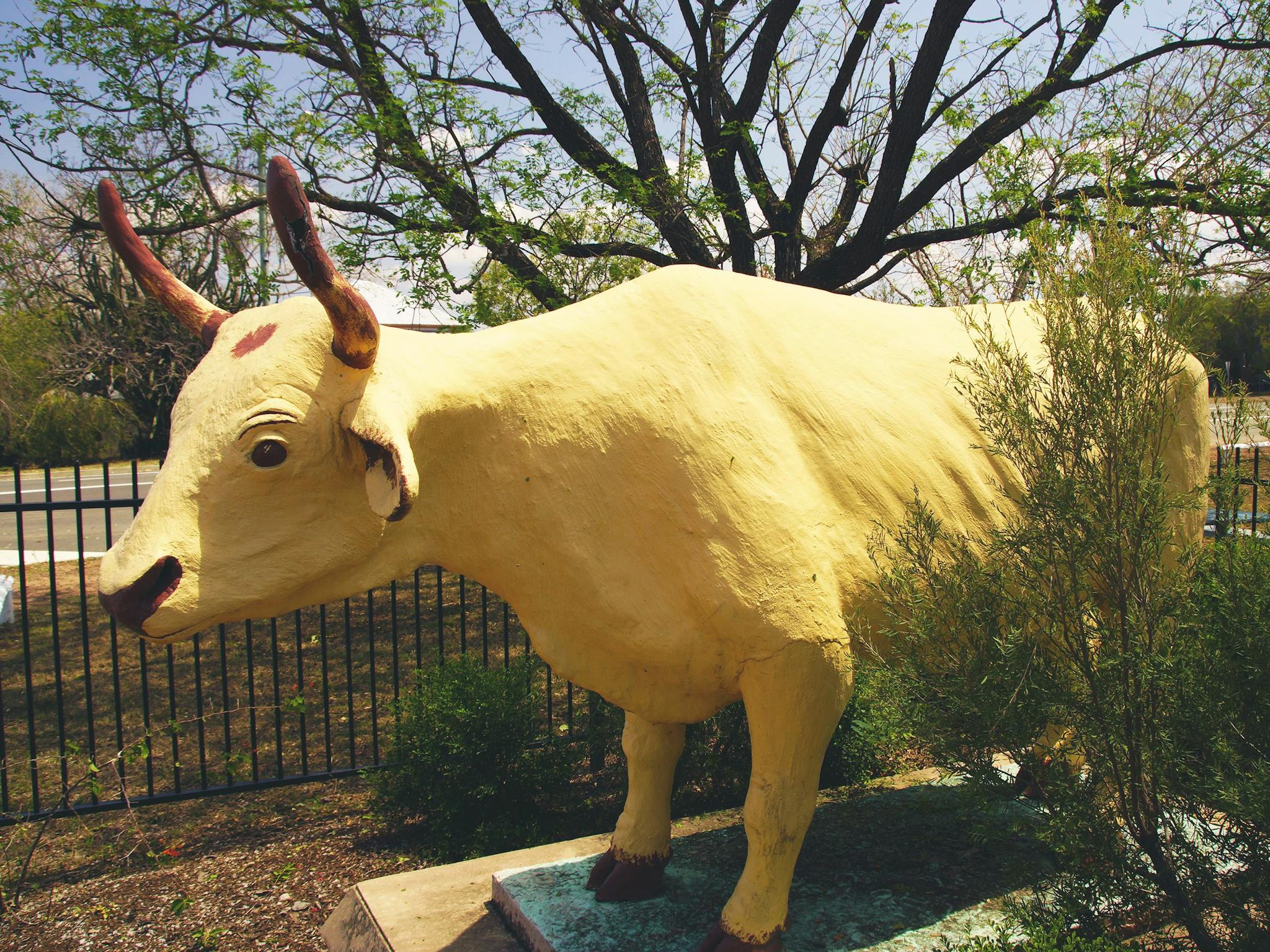 Banana the bullock Banana the bullock