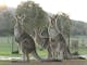 Kangaroo