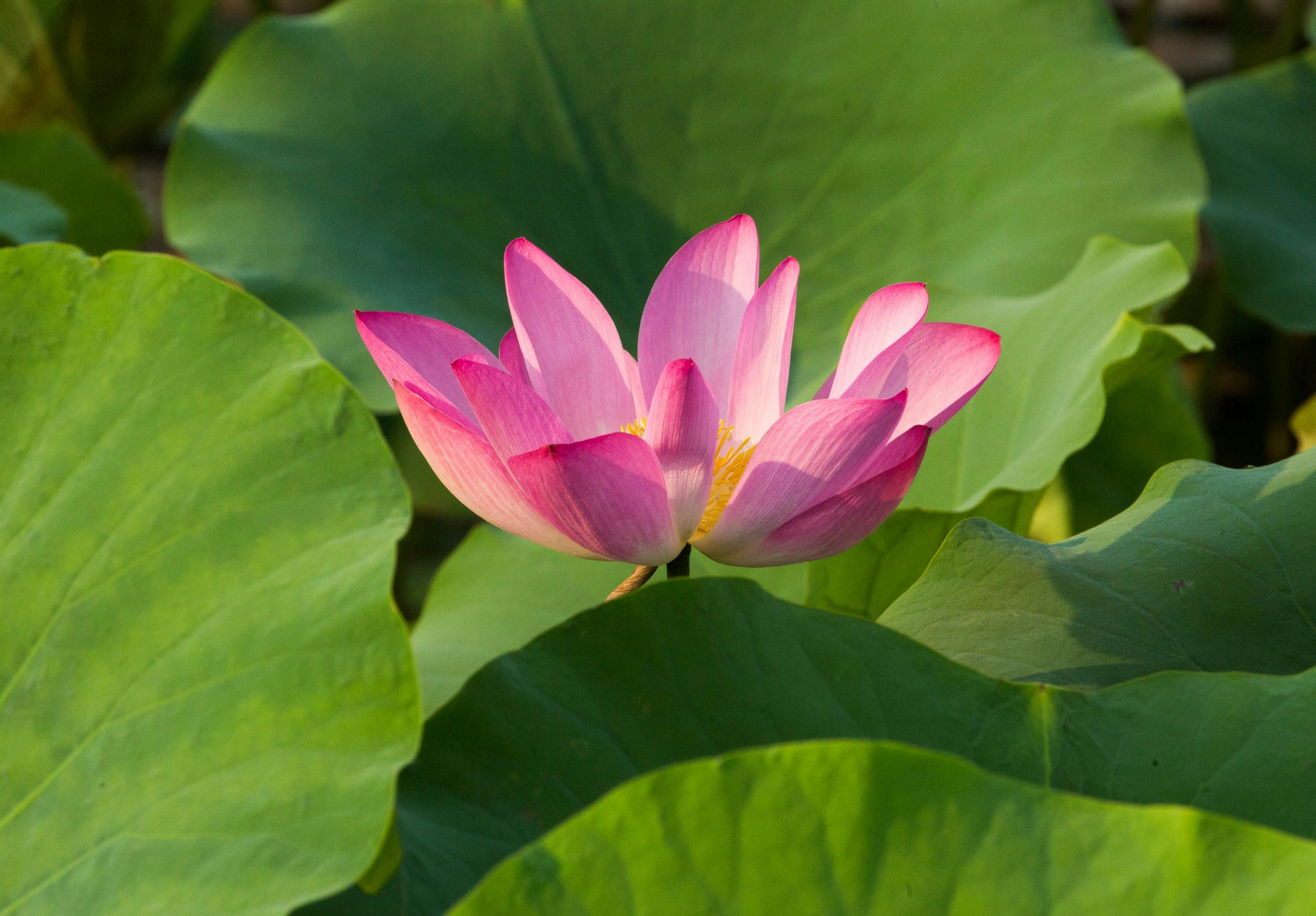 Sacred Lotus