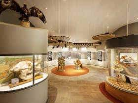 WWonambi Fossil Centre foyer learn about the regions origins and world heritage importance.