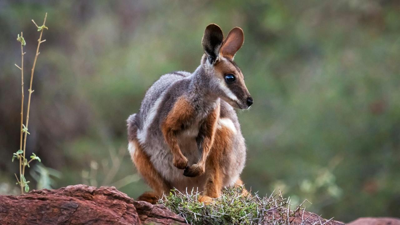 Arkaroola Wilderness Sanctuary