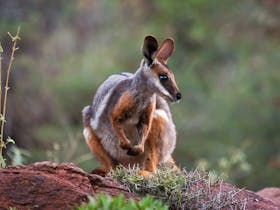 Arkaroola Wilderness Sanctuary