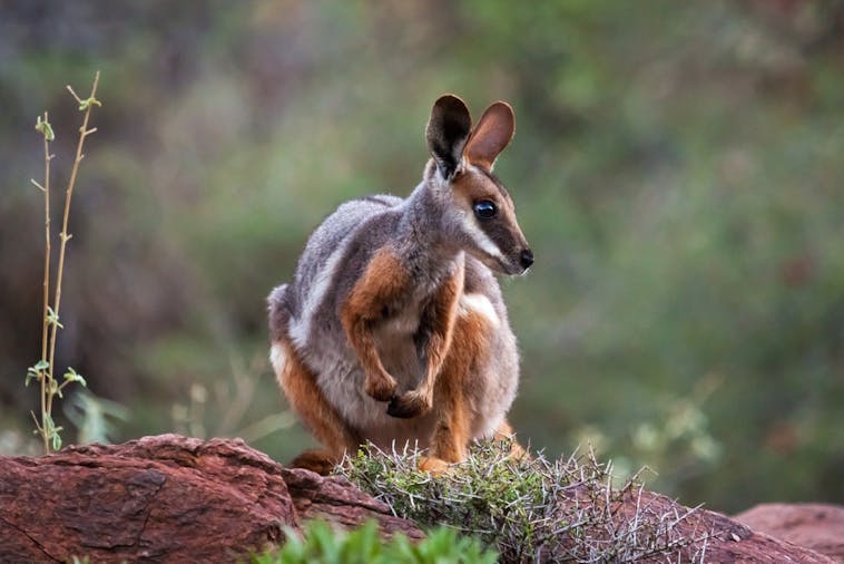 Arkaroola Wilderness Sanctuary