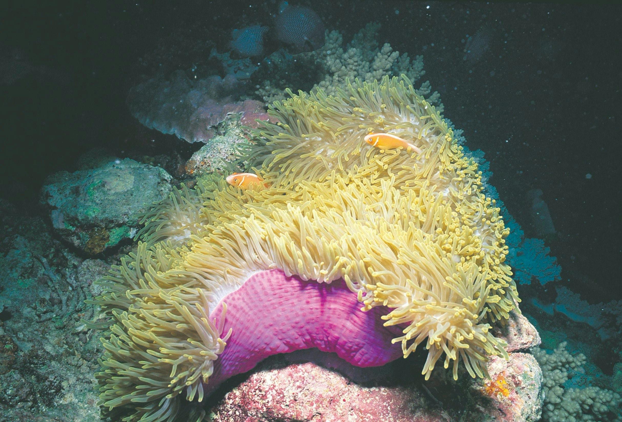 Rowley Shoals, Broome, Western Australia
