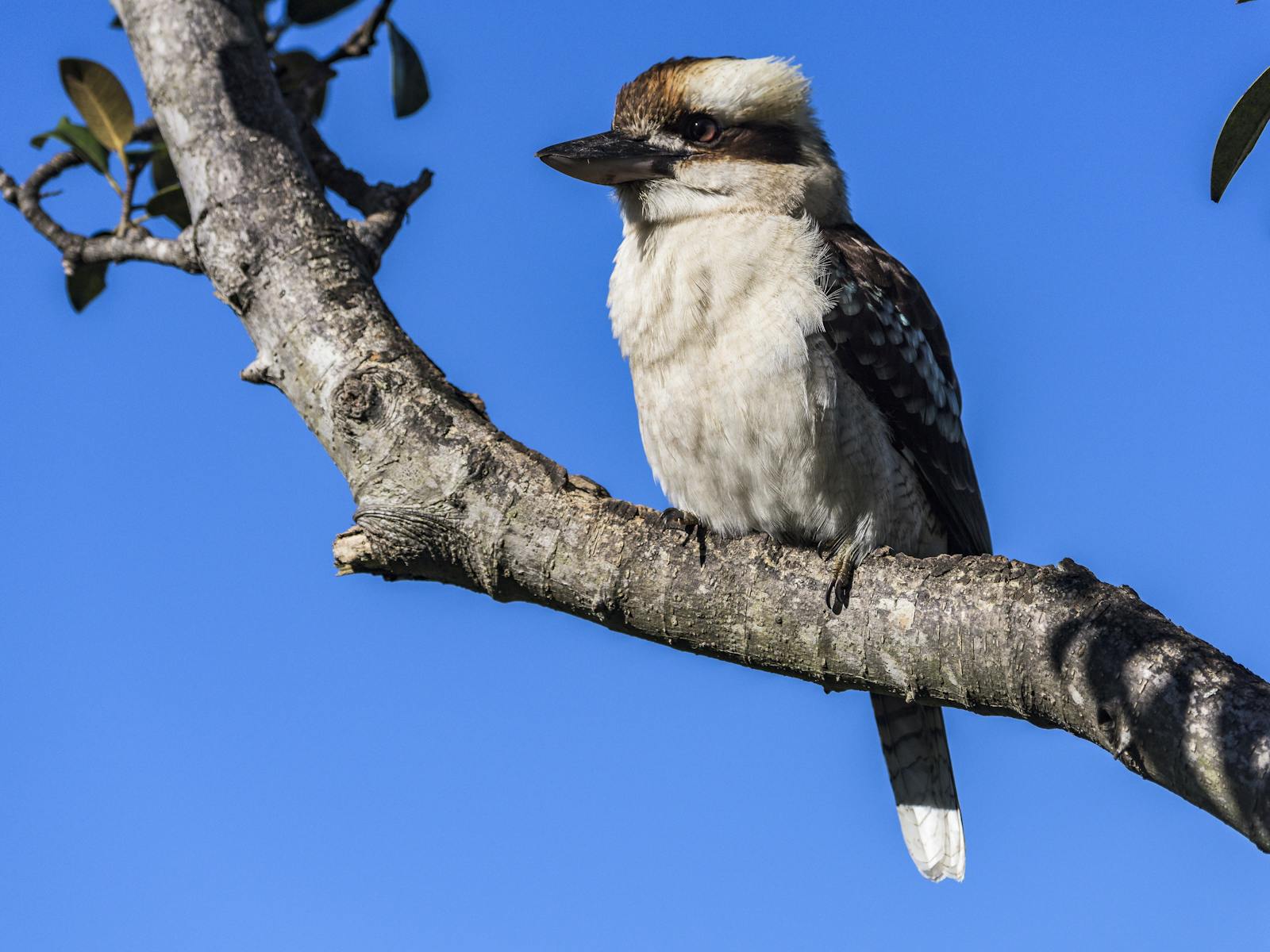 Kookaburra
