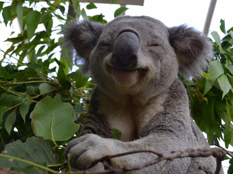 WILD LIFE Sydney Zoo