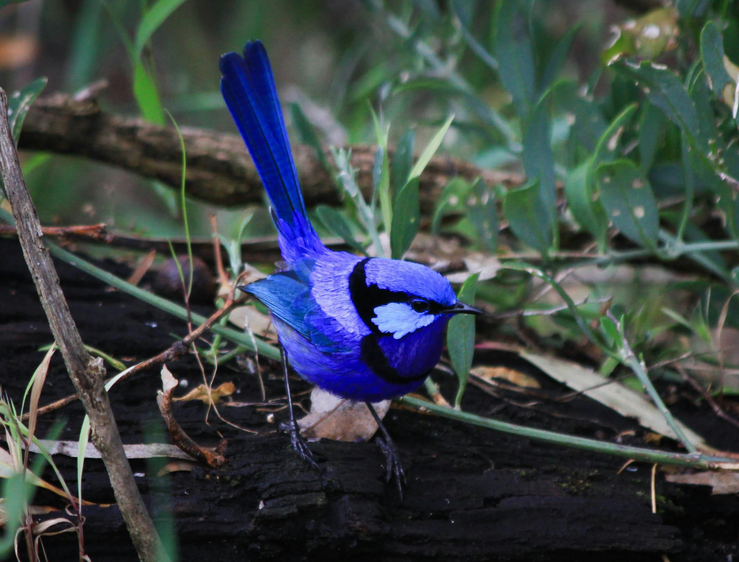 Blue wren at Whiteman Park