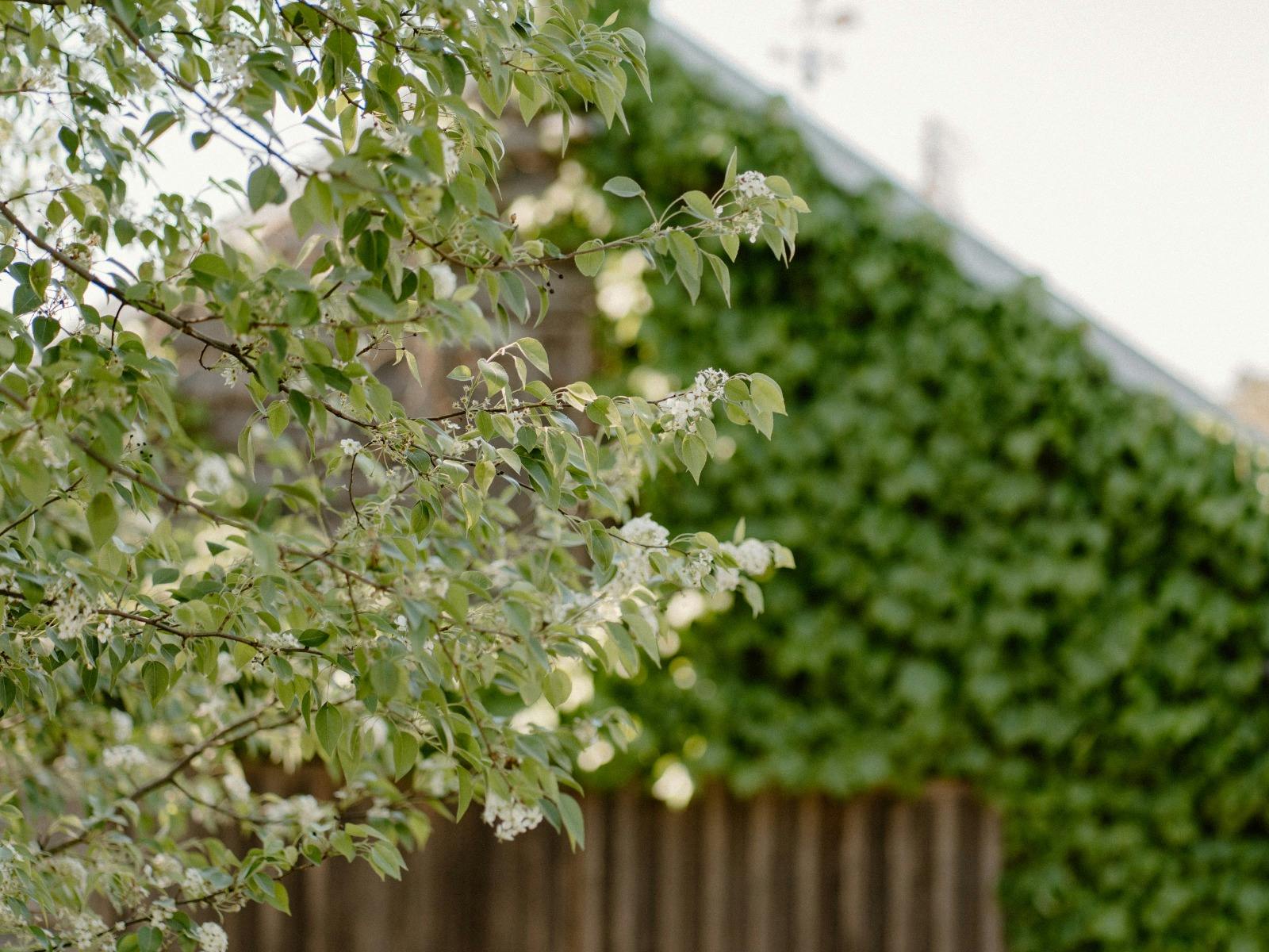 Foreground tree folliage background barn covered in ivy.