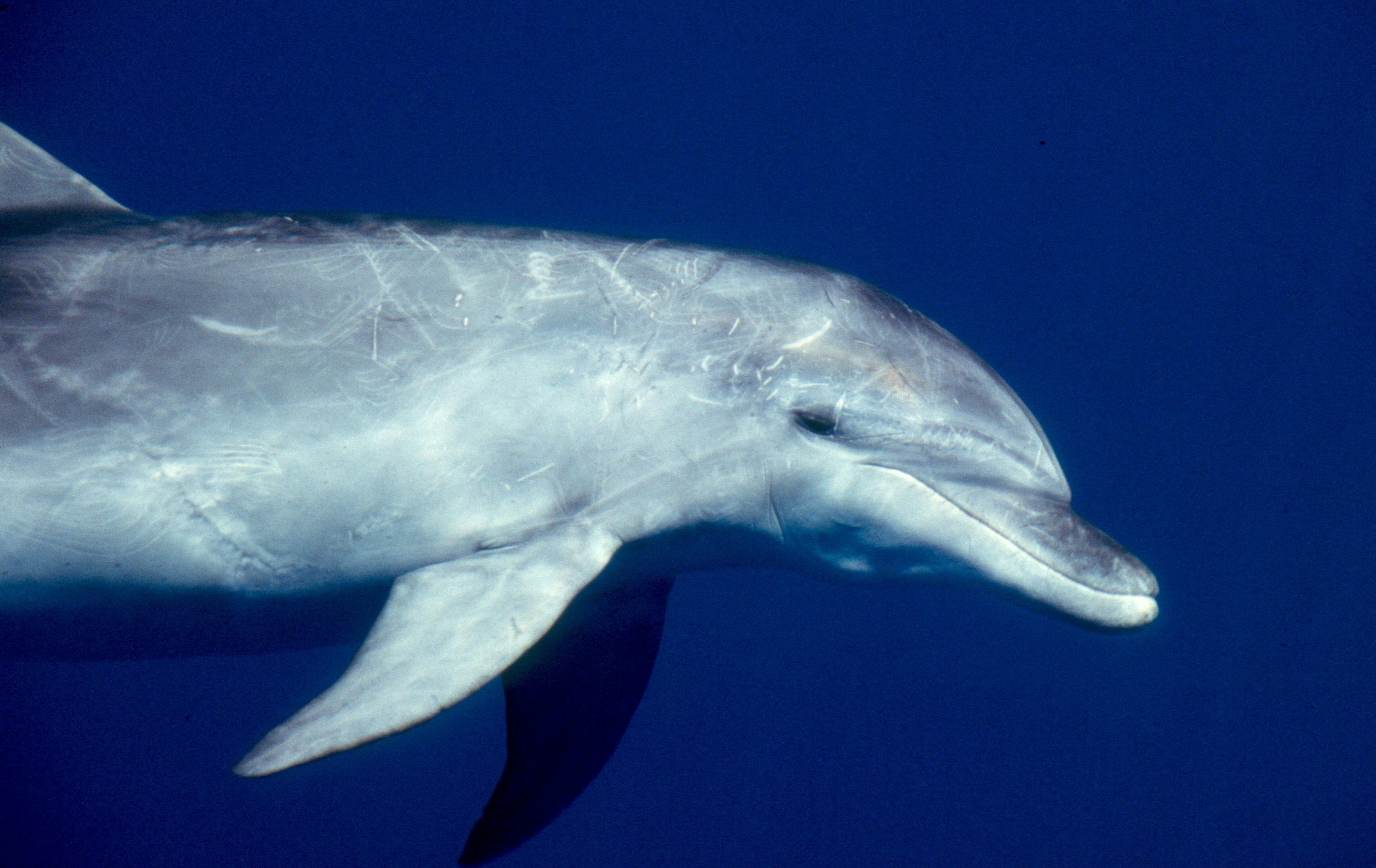 Bottlenose dolphin
