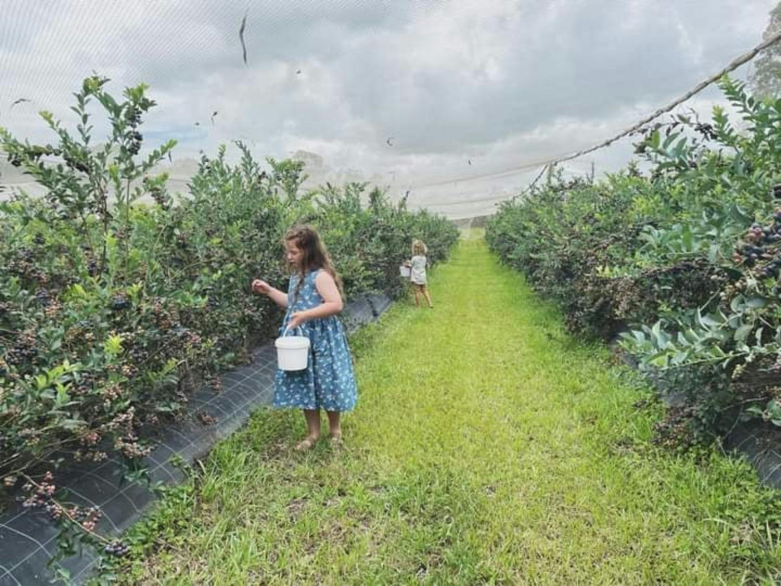 Blueberries at Lavadia