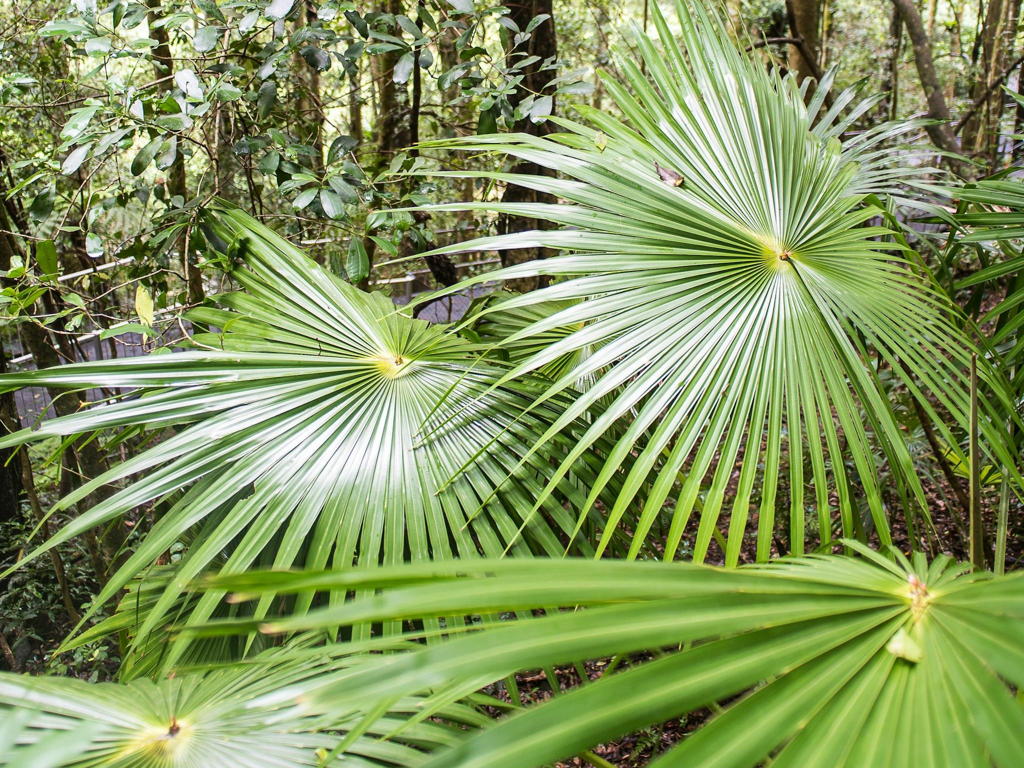 Rainforest Ferns bathed in sunlight