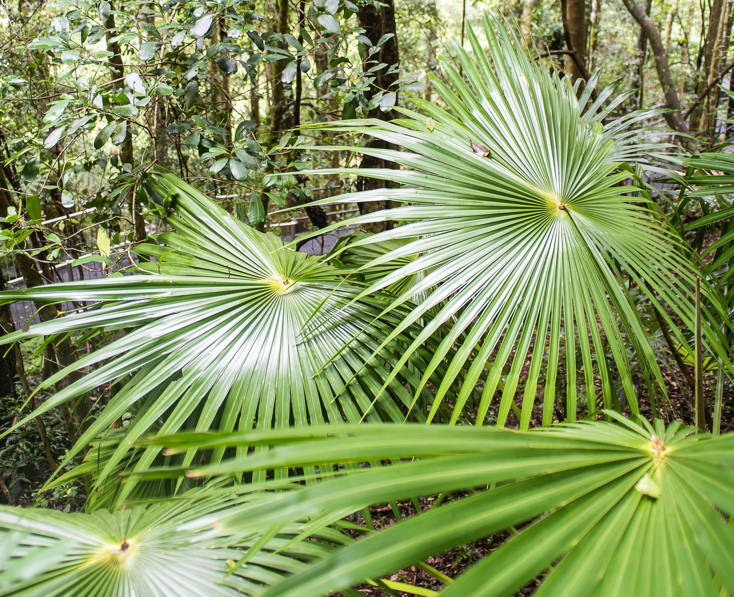 Rainforest Ferns bathed in sunlight