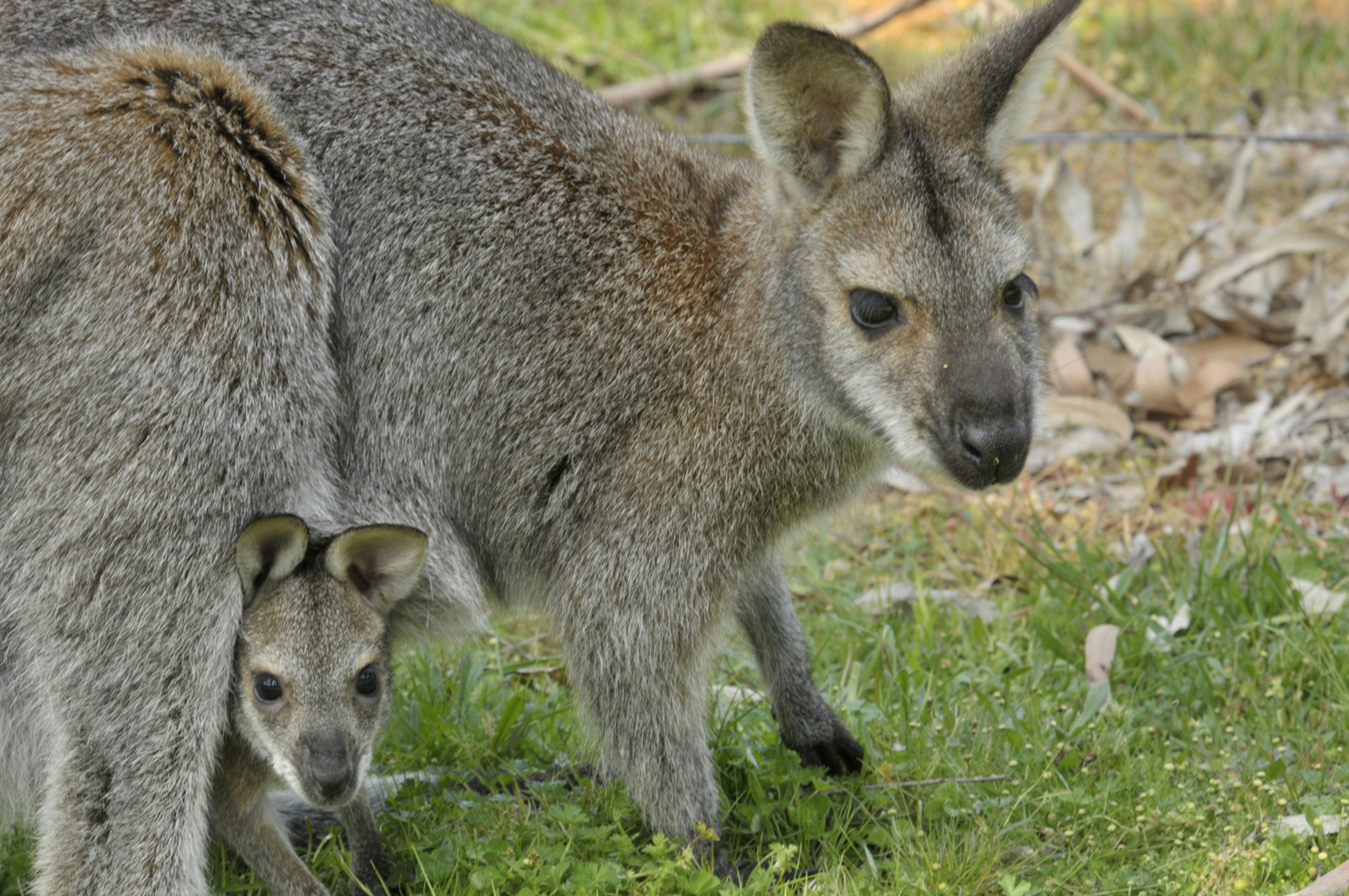 Red Neck Wallaby