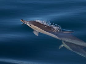 Common Dolphin off Merimbula 2015