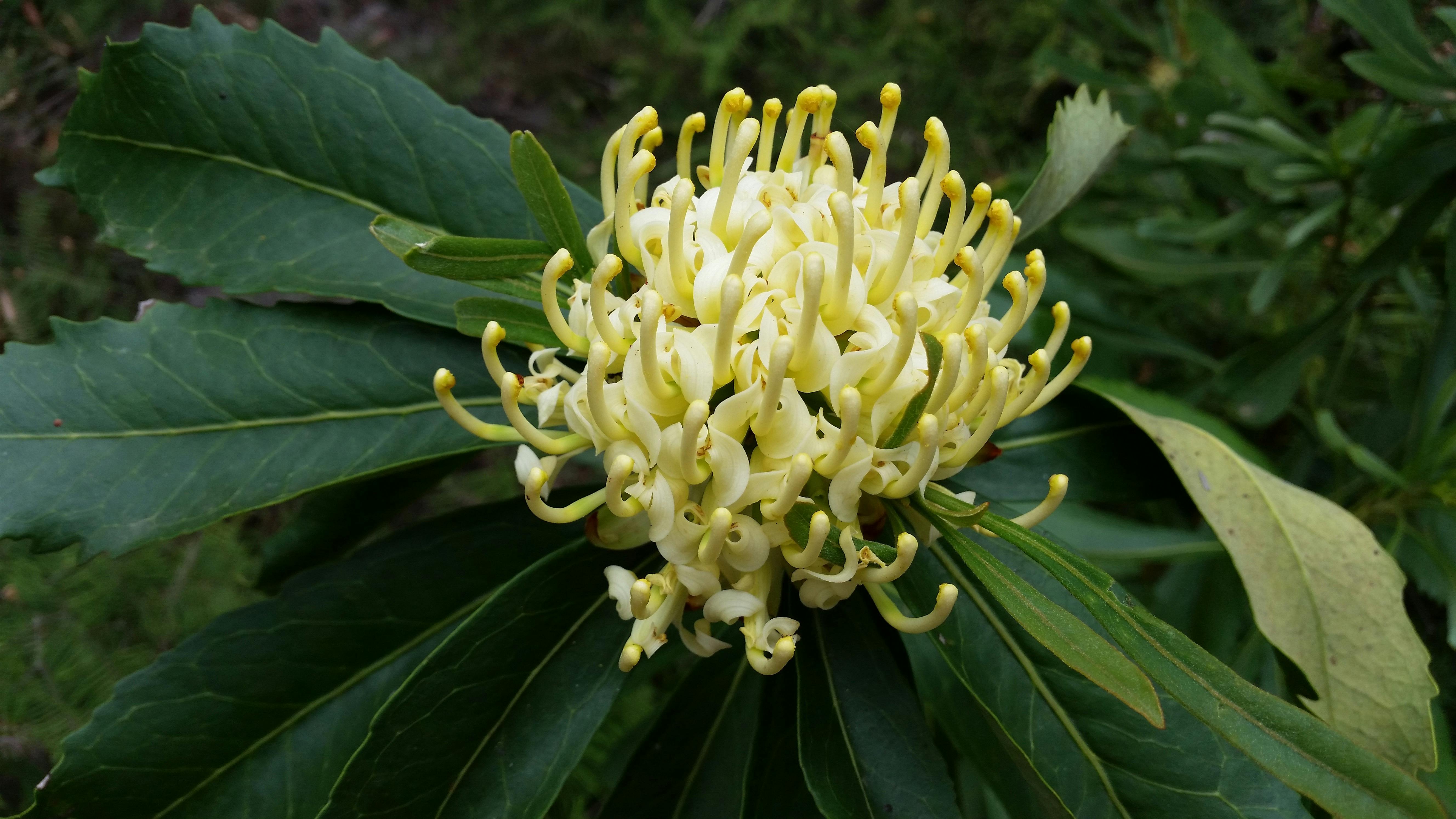 White Waratah amongst the other natives