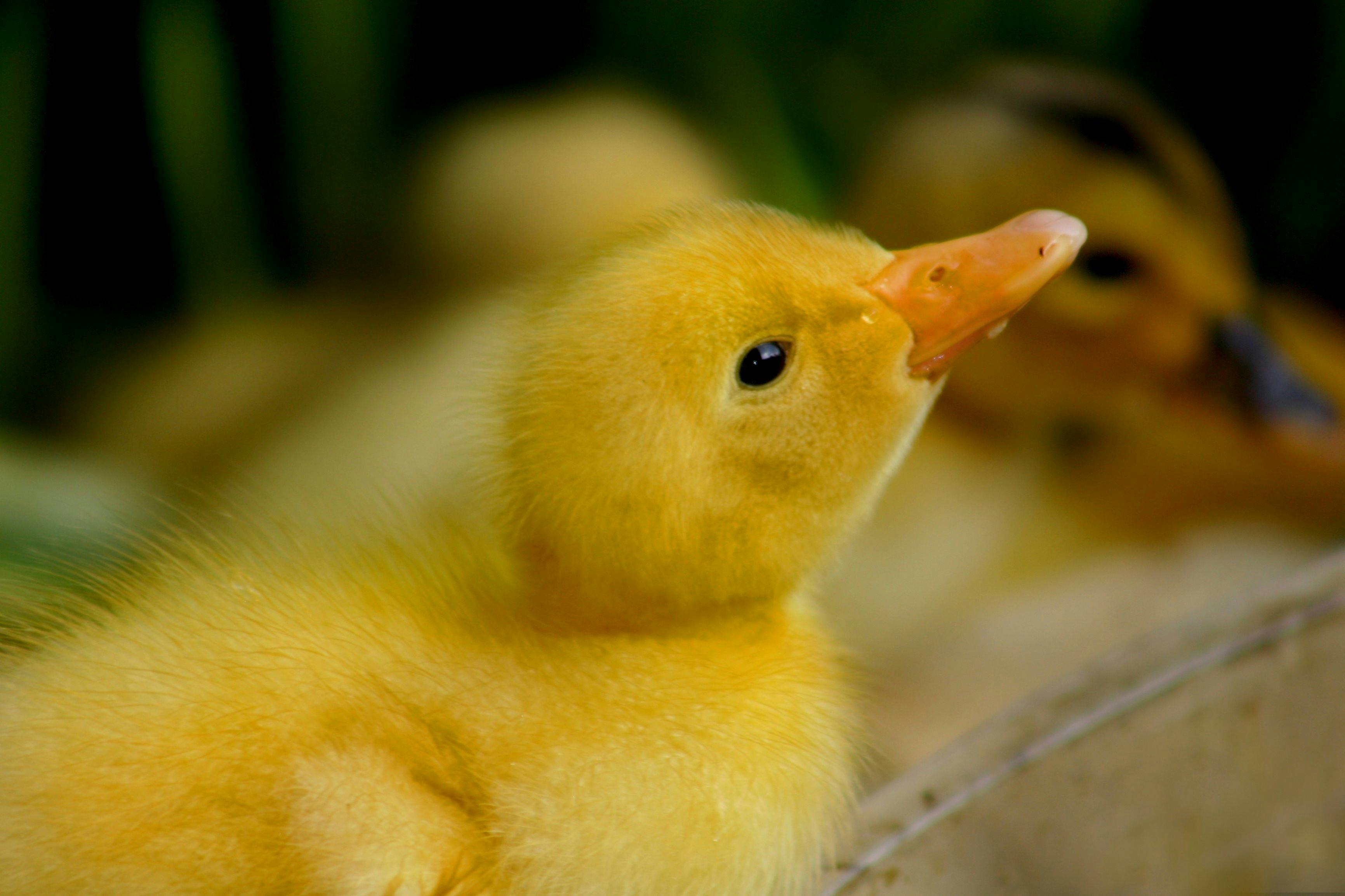 Farm Animals at Morvern Valley NSW
