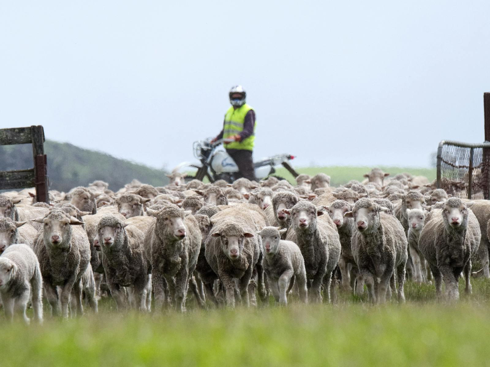 Michael with our ewes and lambs