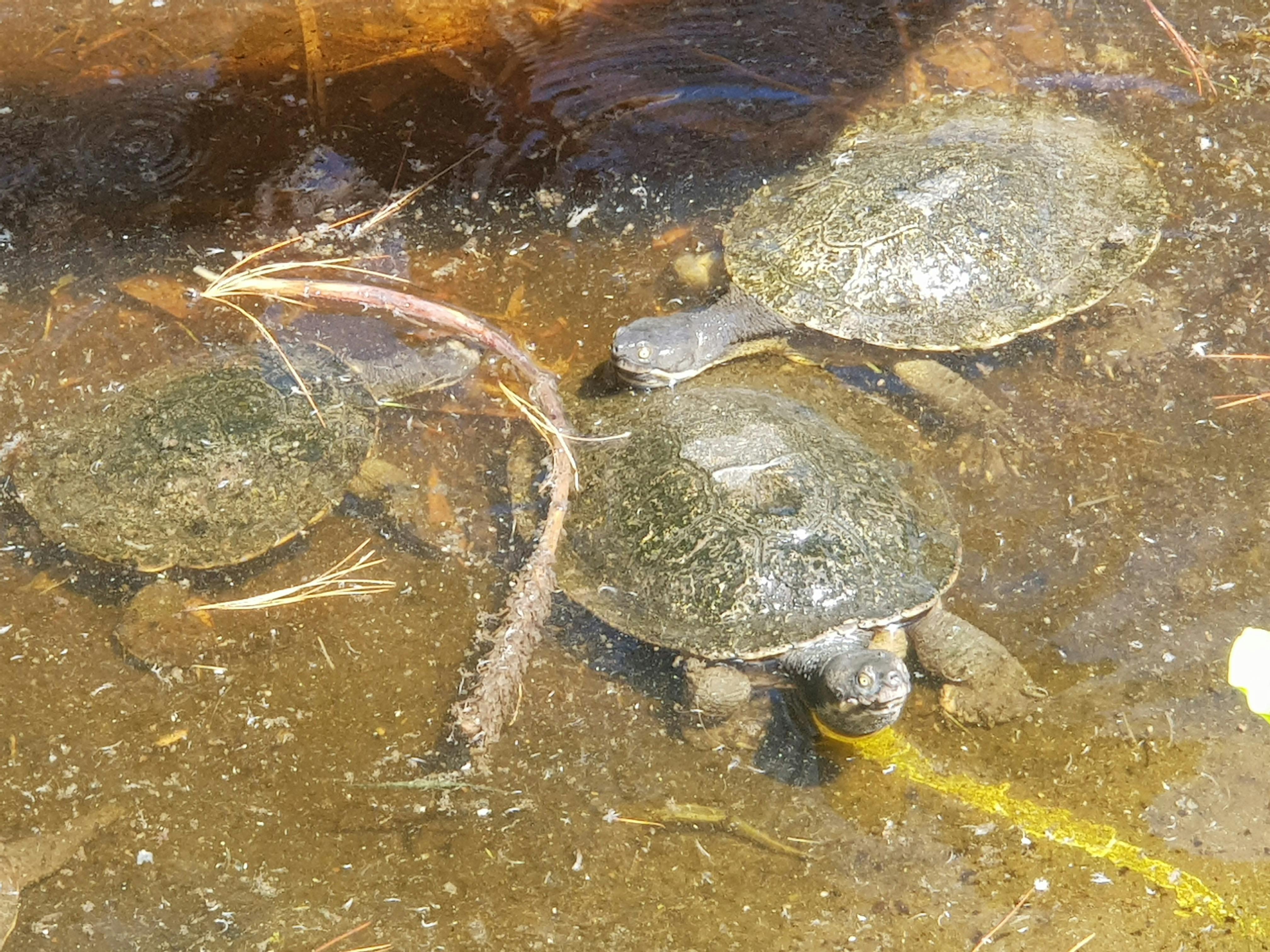 Phillip Island Wildlife Park