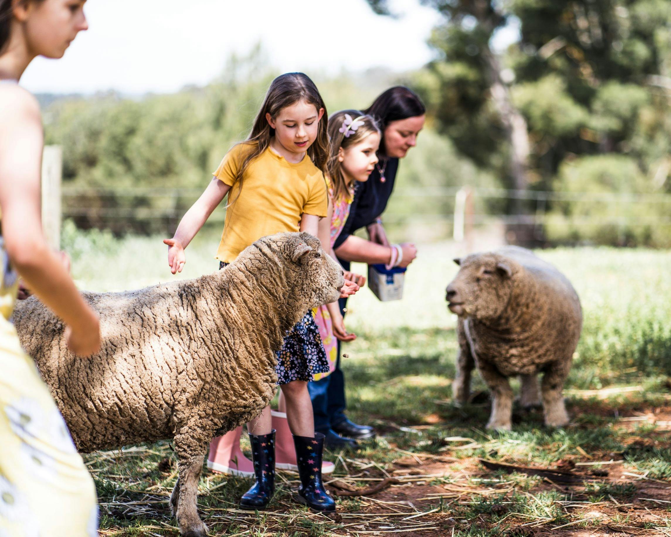 Children handfeeding sheep at Paisley