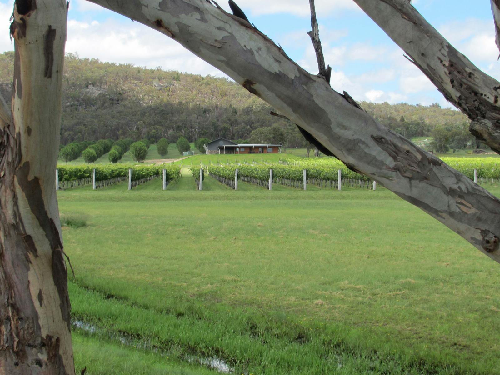 Savina Lane Premium Granite Belt Stanthorpe Wines