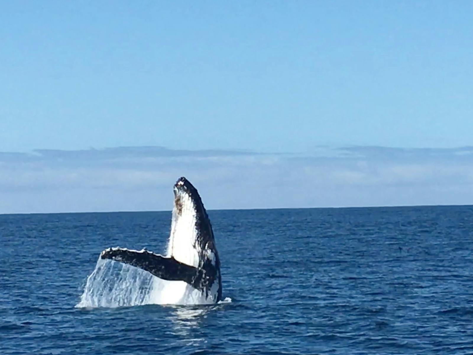 At the right time of year, humpback whales swim by Freycinet