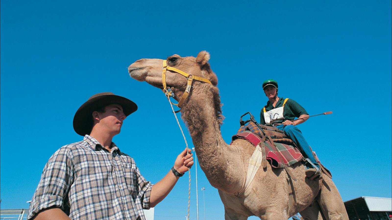 Camel Racing