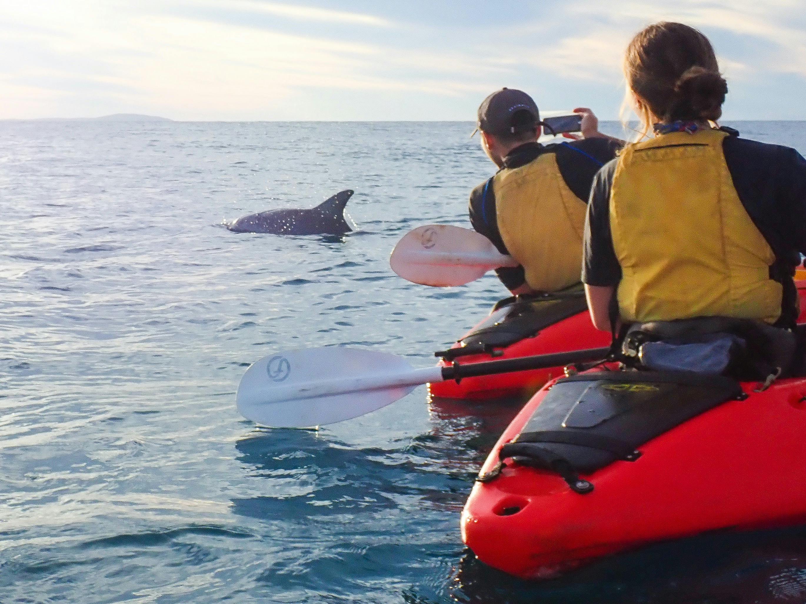 Dolphin spotting with 1770 Liquid Adventures on a kayak tour