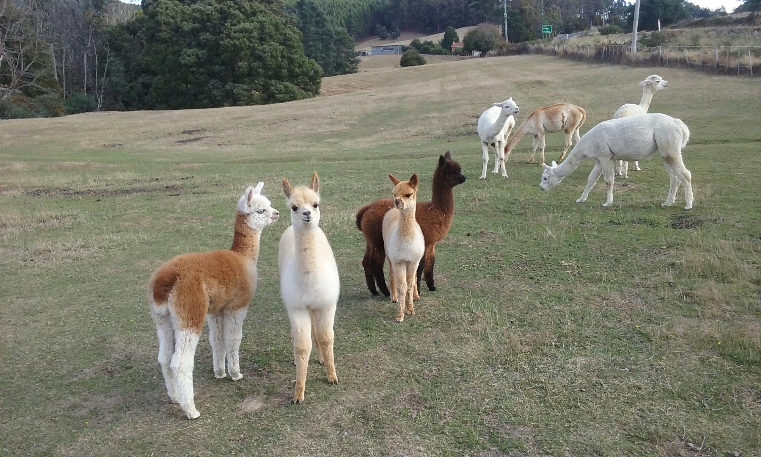 Yimarra Farm