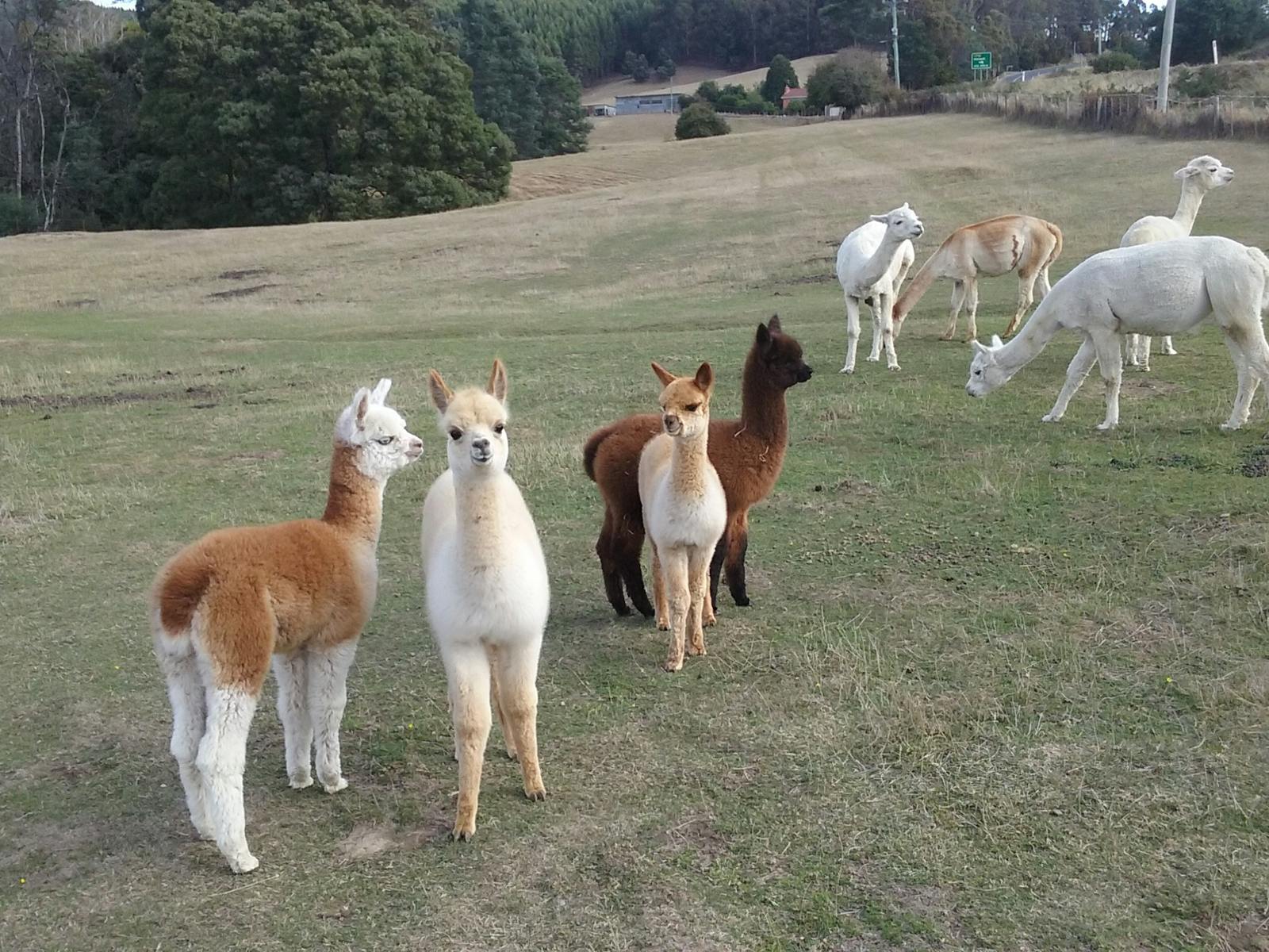 Group of four baby alpacas, white, dark brown, and tan in the paddock with the herd.