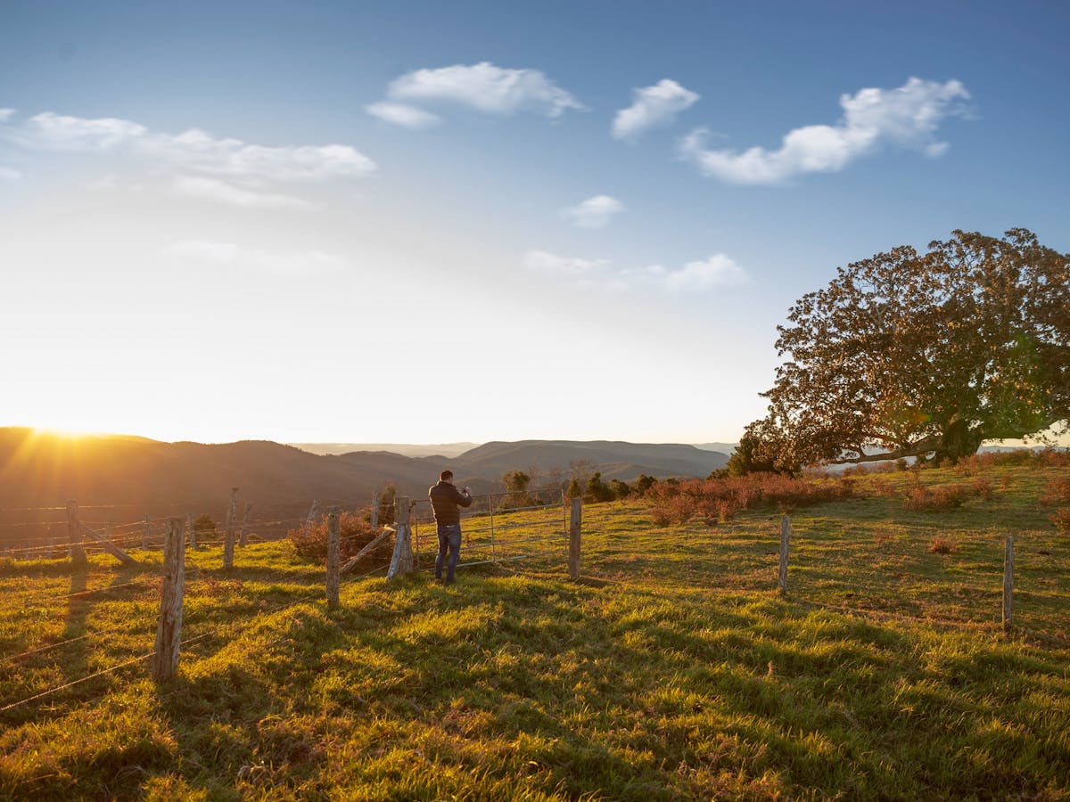 Man taking photo of tree at sunset in the hinterland