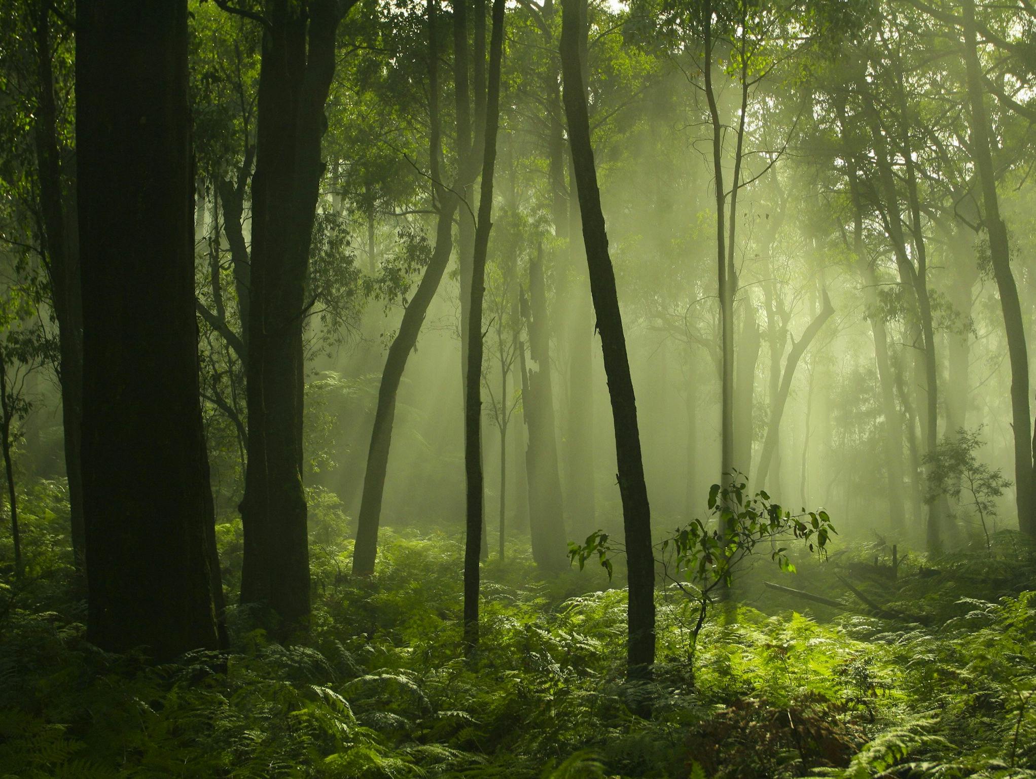 Green Mist in forest setting