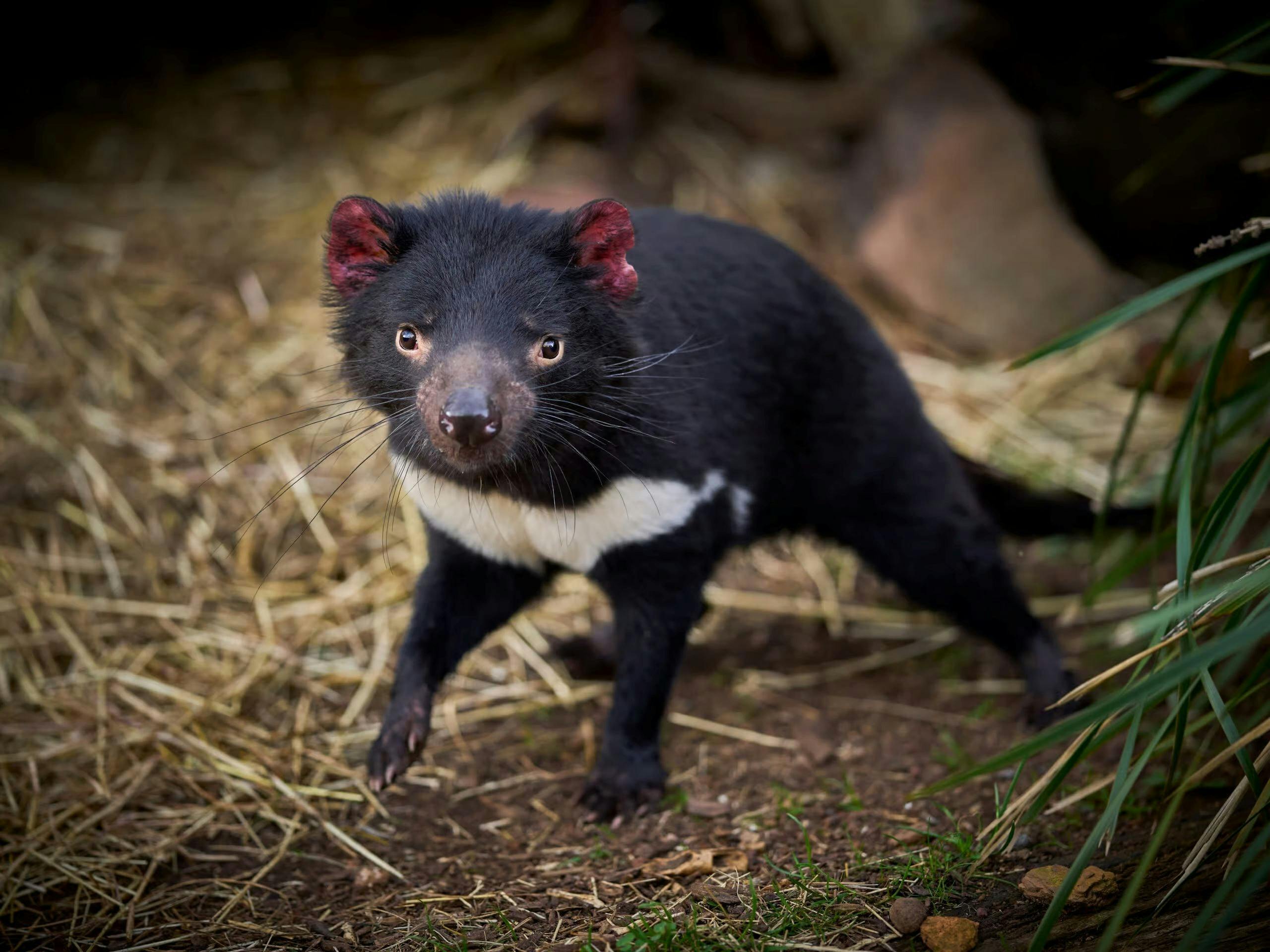 Tassie Devil
