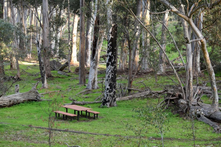 The Pines Conservation Reserve