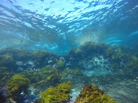 An underwater scene showing crystal clear water and a shallow temperate reef.