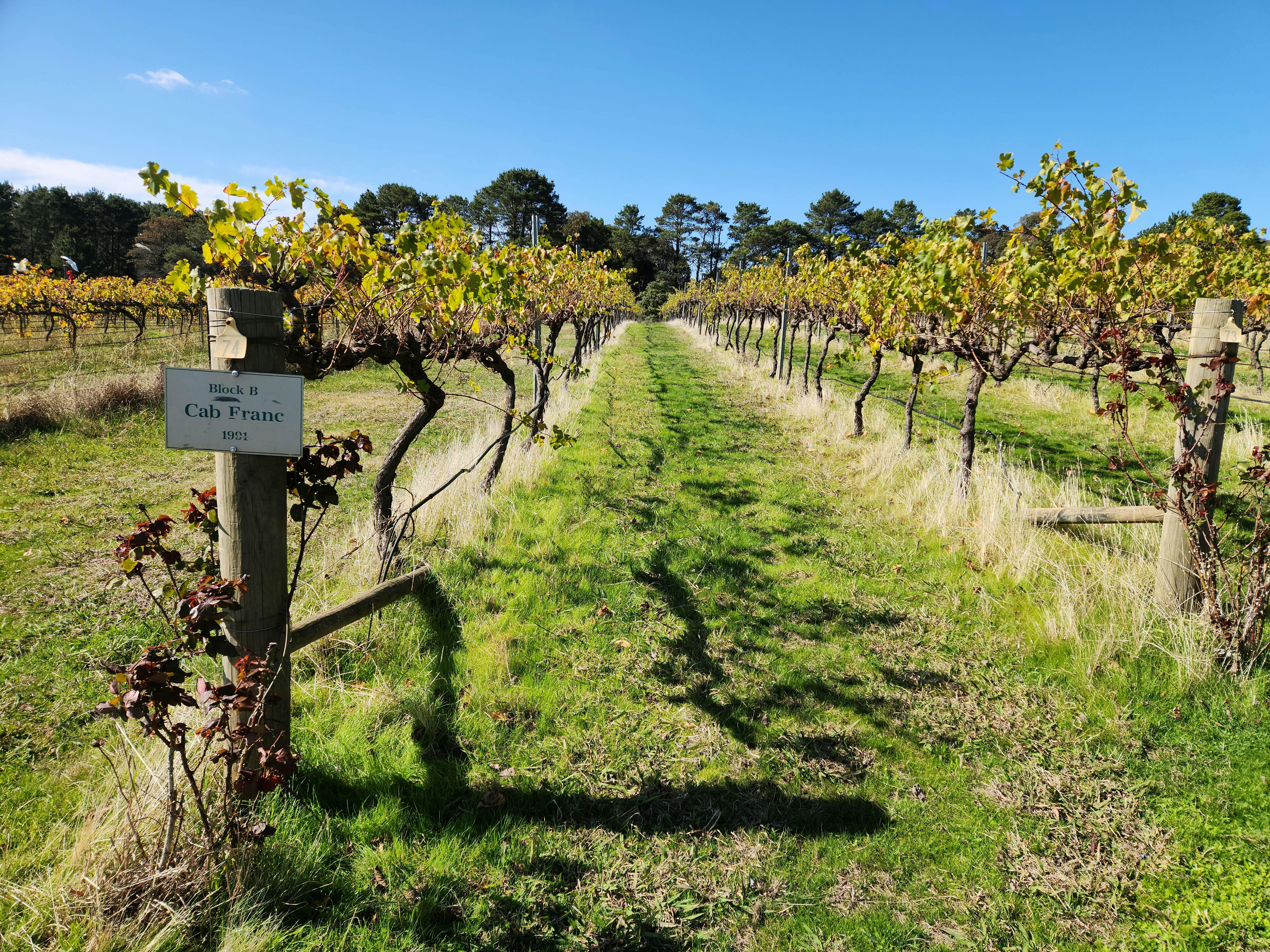 Photo between Helm Wines vines