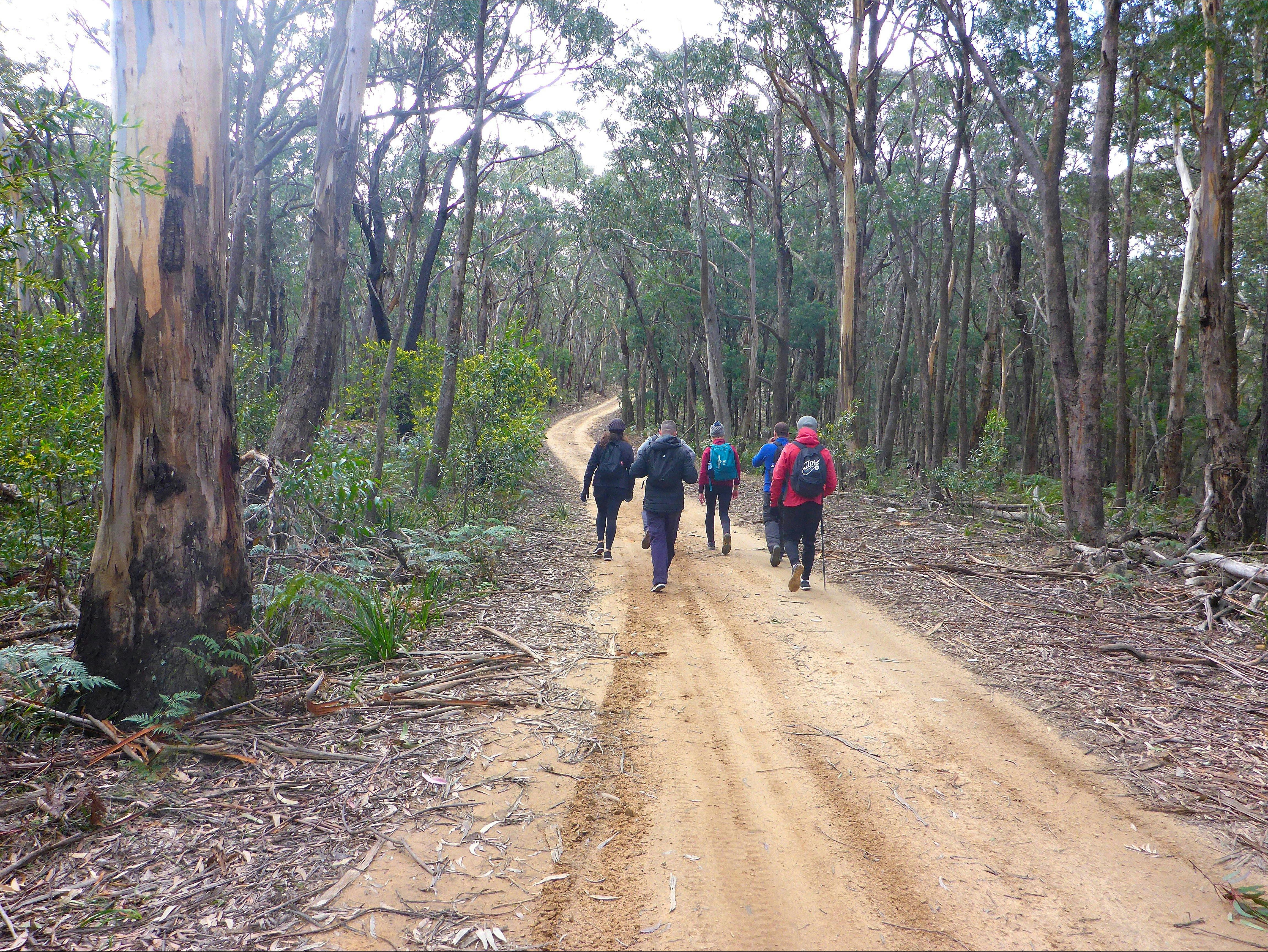 The team walking at a good pace  on The Six Foot Track