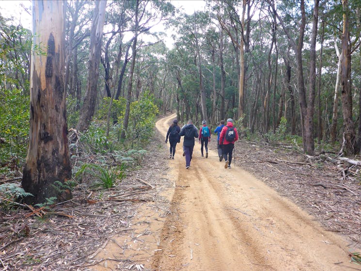 The team walking at a good pace  on The Six Foot Track