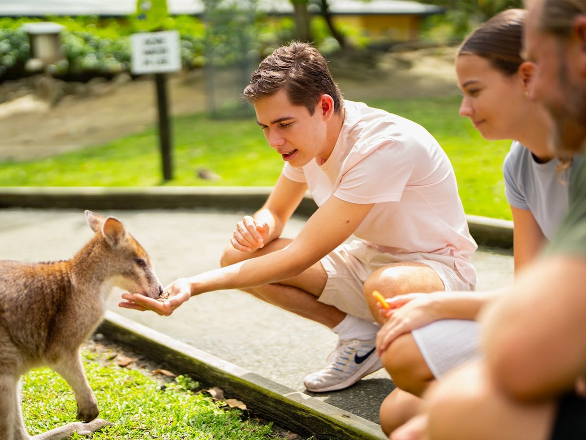 Young boy hand-feeding a wallaby at Wildlife Habitat Port Douglas