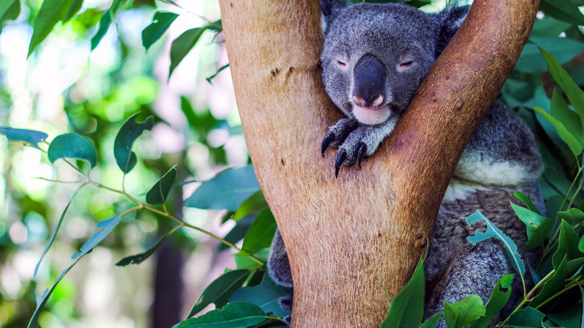 Meet our koala family