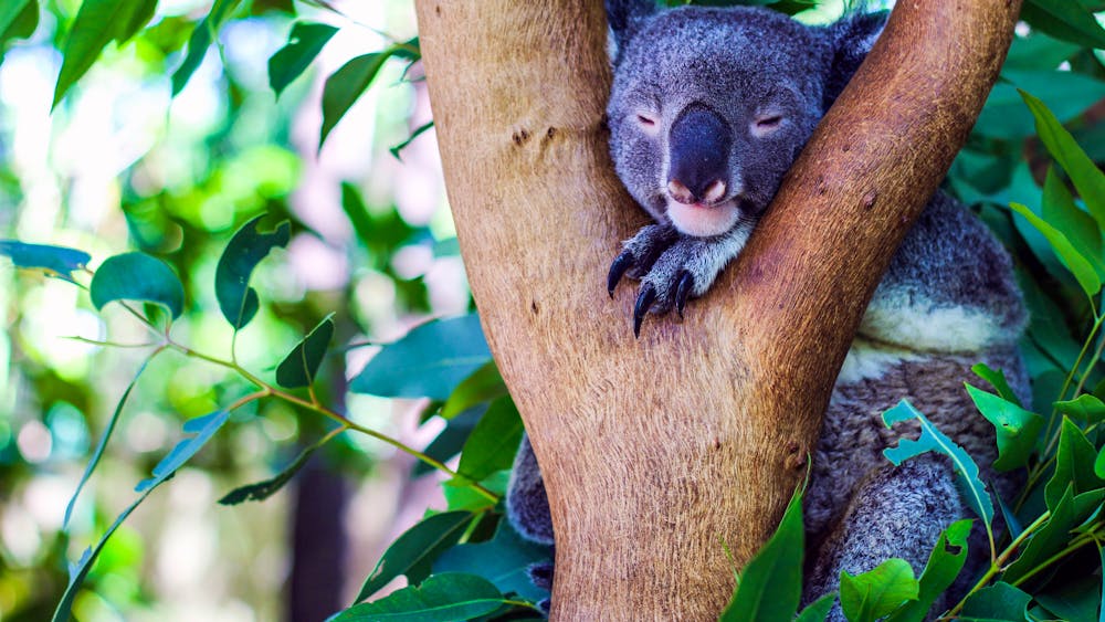 Bungalow Bay Wildlife Park