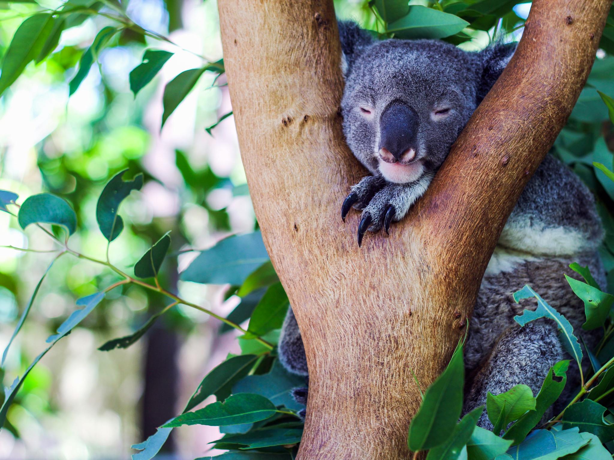 Meet our koala family Meet our koala family