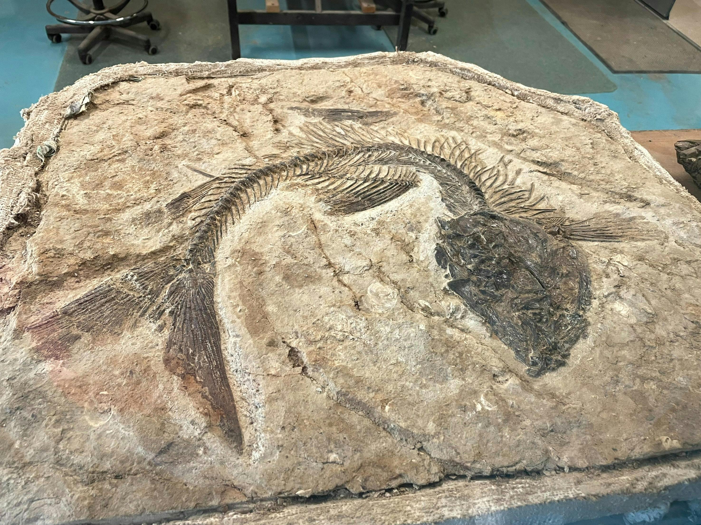 Fossil Fish at Kronosaurus Korner Richmond